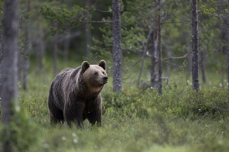 Brown bear (Ursus arctos) in the Finnish taiga, Kuusamo, Finland, Europe