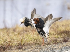 Ruff (Calidris pugnax) male in breeding plumage displaying at lek, Pokka, Finnish Lapland
