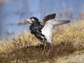 Ruff (Calidris pugnax) male in breeding plumage displaying at lek, Pokka, Finnish Lapland