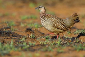 Crested Francolin, (Dendroperdix sephaena), Francolinus sephaena, Mkuze Game Reserve, Mkuze,