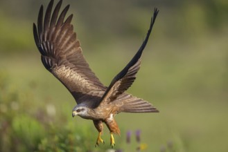 Black kite (Milvus migrans), flight photo, Hides De Calera / Steppe Raptors, Nussloch, Castilla La