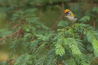 Goldcrest, Regulus ignicapillus, Luce, Mountain area, Luce, Styria, Slovenia, Europe