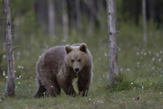 European brown bear, Karelia, Finland, Europe