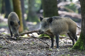 Wild boar (Sus scrofa), Vulkaneifel, Rhineland-Palatinate, Germany, Europe