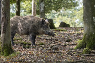 Wild boar (Sus scrofa), boar, Vulkaneifel, Rhineland-Palatinate, Germany, Europe