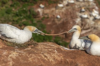 Northern gannet (Morus bassanus) building a nest in a dispute over a plant stalk, offshore island