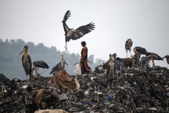 Rag pickers searches for recyclable materials next to cows and birds at a garbage dumpsite, on the