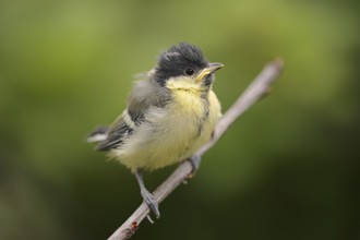 Great tit (Parus major), young bird, North Rhine-Westphalia, Germany, Europe