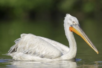 Dalmatian Pelican (Pelecanus crispus), swimming, Lake Kerkini, Central Macedonia, Greece, Europe