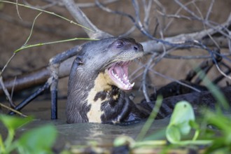 Giant otter (Pteronura brasiliensis) Pantanal Brazil