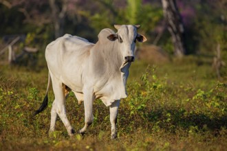 Brahminy cattle (Bos primigenius indicus) Pantanal Brazil