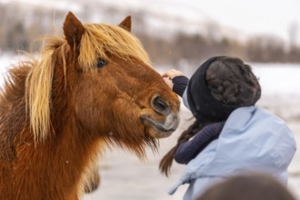 Woman petting horses in Iceland in the cold winter