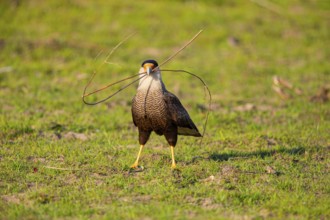 Crested caracara (Polyborus plancus) Pantanal Brazil