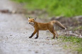 Fox (Vulpes vulpes) puppy Germany