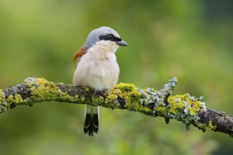 Red-backed shrike (Lanius collurio) ml Germany
