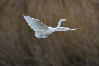 Great White Egret (Egretta alba) Germany