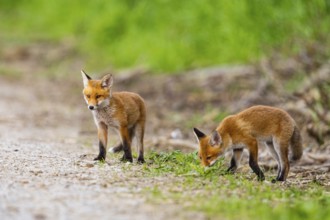 Fox (Vulpes vulpes) puppy Germany