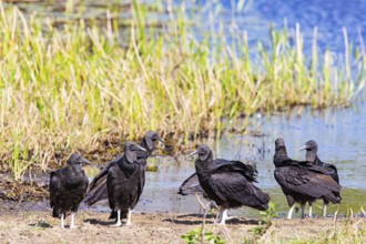 Raven Vulture (Coragyps atratus) Pantanal Brazil
