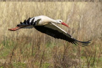 A stork flies over a wild meadow in nature with spread wings, white stork (Ciconia ciconia),