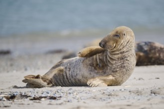 Grey seal (Halichoerus grypus) lying on the beach, Düne, Helgoland, Schleswig-Holstein, Germany,