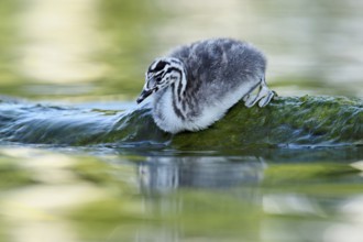 Great Crested Grebe (Podiceps scalloped ribbonfish), chick sitting on a stone, Lake Zug, Canton