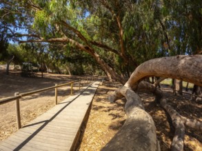 Scenic wooden walkway meandering through a tranquil eucalyptus forest, inviting exploration and