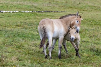 Przewalski's horse (Equus przewalski) capive Germany