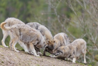 A pack of grey wolves (Canis lupus lupus) playing on a hill and showing social behaviour