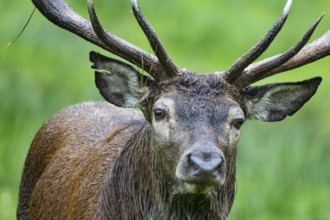 Red deer (Cervus elaphus) Rutting behaviour captive Germany