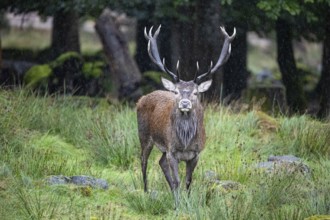 Red deer (Cervus elaphus) Rutting behaviour captive Germany