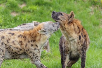 Two adult spotted hyenas (Crocuta crocuta), one male and one female, display courtship behaviour