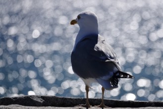 Seagull in front of the glittering waters of the Baltic Sea, Mecklenburg-Vorpommern, Germany,