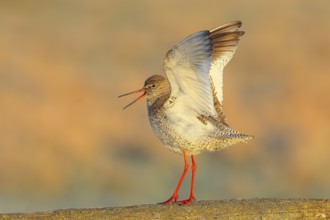 Redshank, (Tringa totanus), mating on a pasture fence, Wildlife, Animals, Birds, Snipe family,