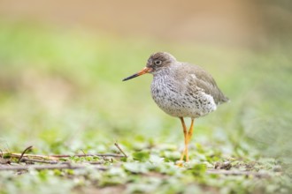 Common redshank (Tringa totanus) walking on a meadow, Bavaria, Germany, Europe