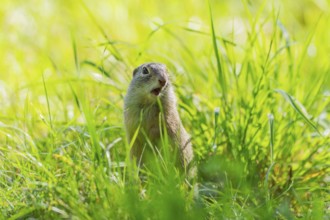 European ground squirrel (Spermophilus citellus) on a meadwo, Bavaria, Germany, Europe