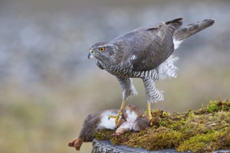 Goshawk (Accipiter gentilis) beheading squirrels Germany