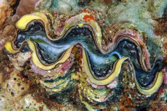 Underwater photo close-up of juvenile specimen of giant clam (Tridacna maxima) common name blue