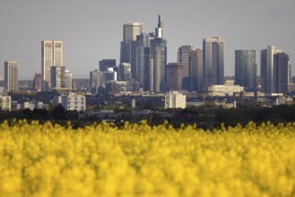 Rape fields bloom in spring in front of the Frankfurt banking skyline, Frankfurt am Main, Hesse,
