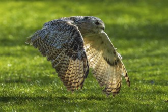 An owl flies low over a sunlit green meadow, Siberian Eagle Owl (Bubo bubosibiricus), Germany,