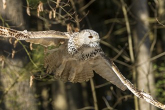 Owl flying through the forest, wings wide open in natural environment, Siberian Eagle Owl (Bubo