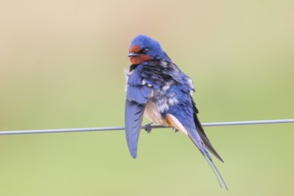 Barn Swallow (Hirundo rustica) sitting on a wire, wildlife, animals, birds, swallows, migratory