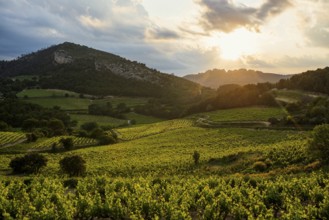 Dentelles de Montmirail, Vaucluse Department, Provence, Provence-Alpes-Côte dAzur, France, Europe
