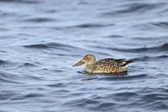 Northern shoveler (Spatula clypeata) (Syn.: Anas clypeata), female swimming on Lake Zug,