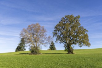 English oak (Quercus robur), lime tree (Tilia platyphyllos) in autumn in a meadow, fir trees,