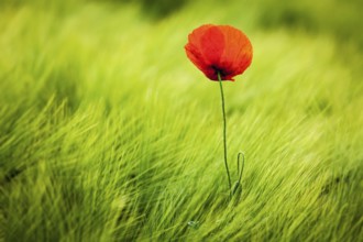 Red poppy in green field. South Moravia, Czech Republic, Europe