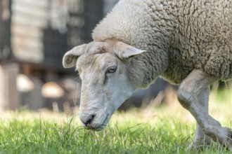 Sheep eating grass in a pasture in late summer. France