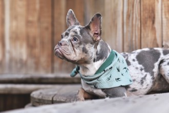 French Bulldog dog with green neckerchief lying down between wooden industrial cable drums