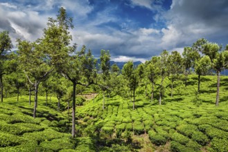 Green tea plantations in hills with dramatic sky. Munnar, Kerala, India, Asia