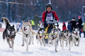 Sled dog race in Nassau Erzgeb