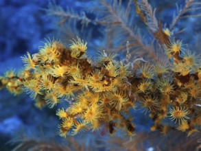 Yellow cluster anemone (Parazoanthus axinellae), dive site Las Cabras, La Palma, Canary Islands,